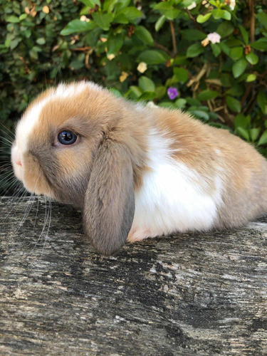Conejo Holland Lop 0