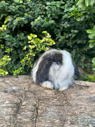 Conejo Holland Lop 1