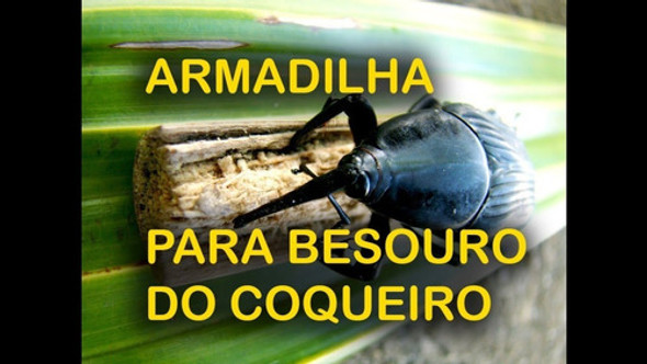 Feromônio Químico Sexual Captura Besouros Armadilhas 1