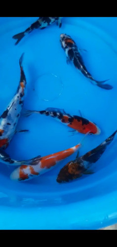 Carpas-koi-cometas +10cm Para Estanques Enviamos Interior 1