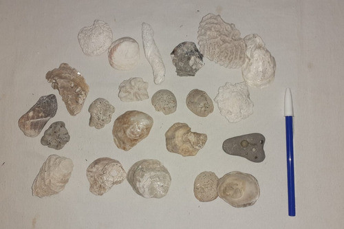 Lote De 22 Piezas Marinas / Caracoles Decoración Artesanías. 0