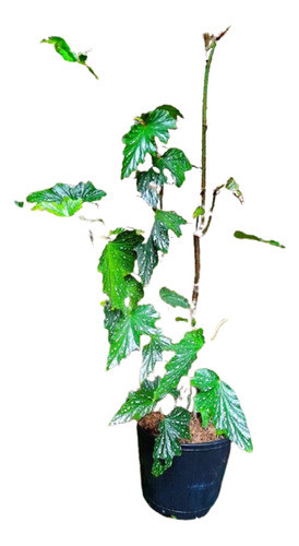 Ala De Ángel B. Serratipetala Vivero Cielo Verde Orgánico 0