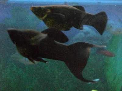 Molly Surtido Super Promo Con Mundo Acuatico 0