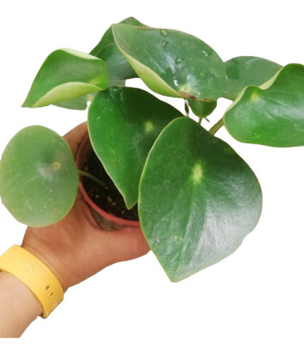Planta Pilea Peperomia Raindrop Gotita De Lluvia 0