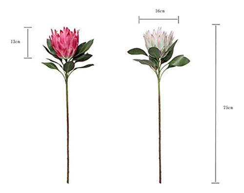 Calcifer 1 Pcs 75 Cm The King Protea (protea Cynaroides) Pla 1