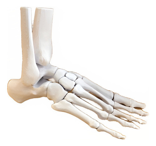 Pie Modelo Anatómico Educativo Jmc 3d 0