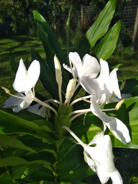 Caña De Ambar, Flor De Cuba, Flor Mariposa,plantas 1