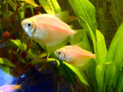 Monjita Albina Surtida En Mundo Acuatico 0
