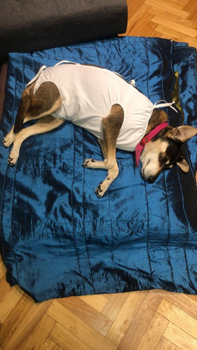 Camisolin Cirugía Canina / Felina  (talle 0  $250) 0