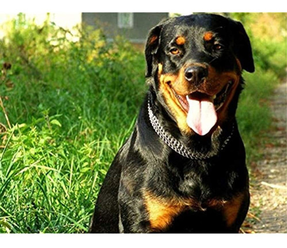 Jwpc Collar De Cadena Para Perros Mascota Hierro Metal Doble 1 Jwpc Collar De Cadena Para Perros Mascota Hierro Metal Doble 1