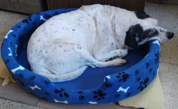 Camas, Camitas Cuchas Para Perros O Gatos De 60 Cm 1 Camas, Camitas Cuchas Para Perros O Gatos De 60 Cm 1