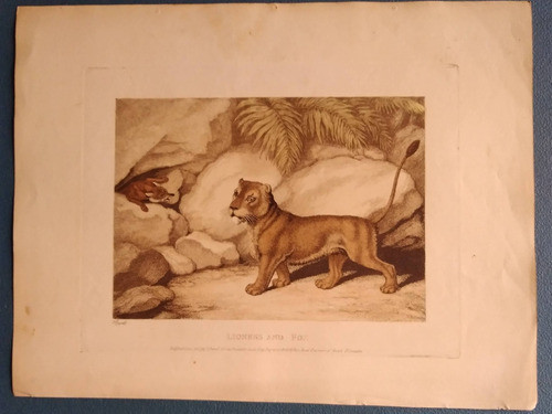 Grabados Ingleses Coloreados Animales Salvajes (4) Mz1624 1
