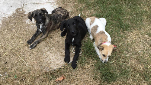 Hotel, Guardería Y Alojamiento De Perros 0