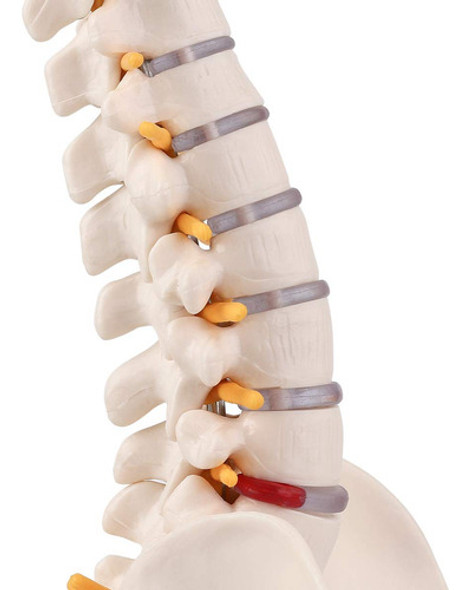 Modelo De Anatomia Da Coluna Vertebral Em Miniatura, Coluna 1