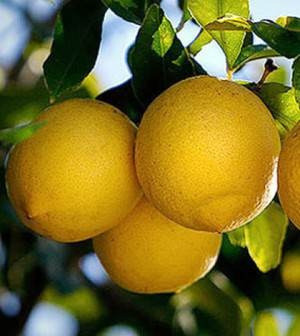 Combo Frutas Acidas!!!! Limonero, Naranjo Y Manzano 1