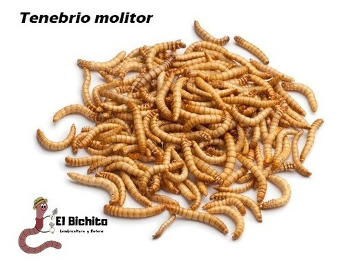 Tenebrio Molitor X 100 Alimento Vivo Gusanos 1