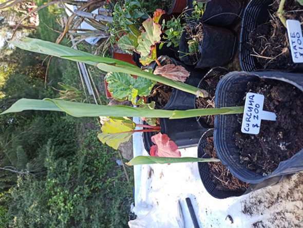 Planta Cúrcuma 0 Planta Cúrcuma 0