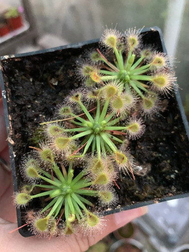Carnivora Drosera Pygmea 1