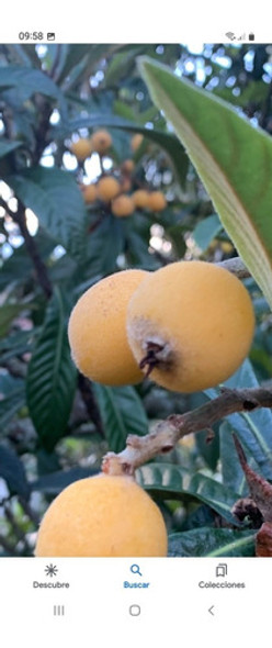 Planta Frutal Níspero 1