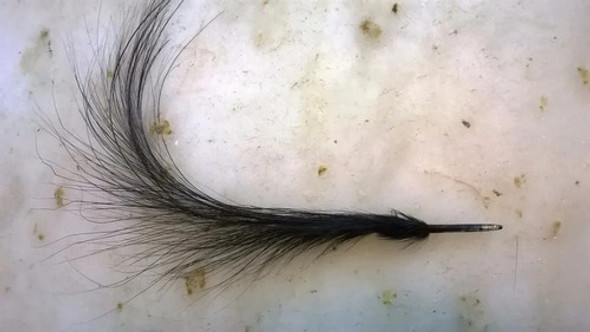 Plumas Antiguas Para Sombrero 0