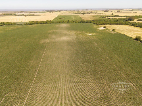 Campo En Carmelo, Colonia 1