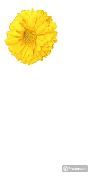 Caléndulas En Flor Y Pimpollos 1