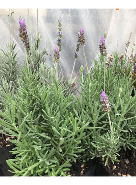 Planta Lavanda 1 Planta Lavanda 1