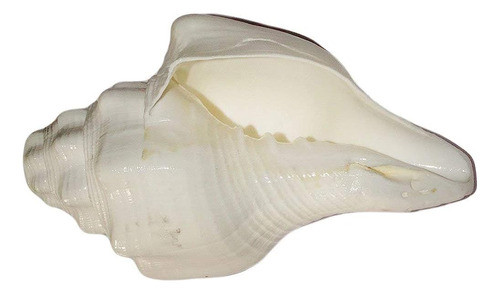 Indianstore4all Certified Natural Blowing Conch Bajane Wala 1