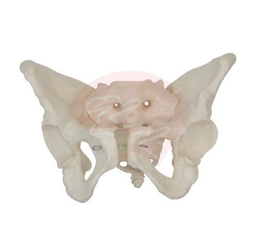 Pelvis Femenina, Material Didactico, J3c119124 0