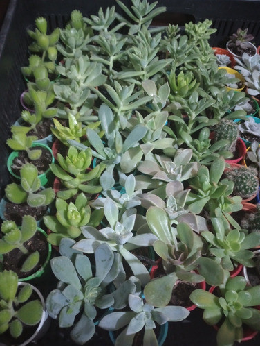 Pack X 40 Suculentas Cactus Raiz Desnuda N6 1