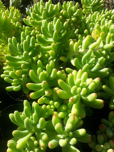 Suculenta Sedum Pachyphylum. 0