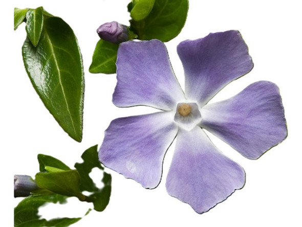 Vinca Major En Maceta De 3 Litros. 0 Vinca Major En Maceta De 3 Litros. 0