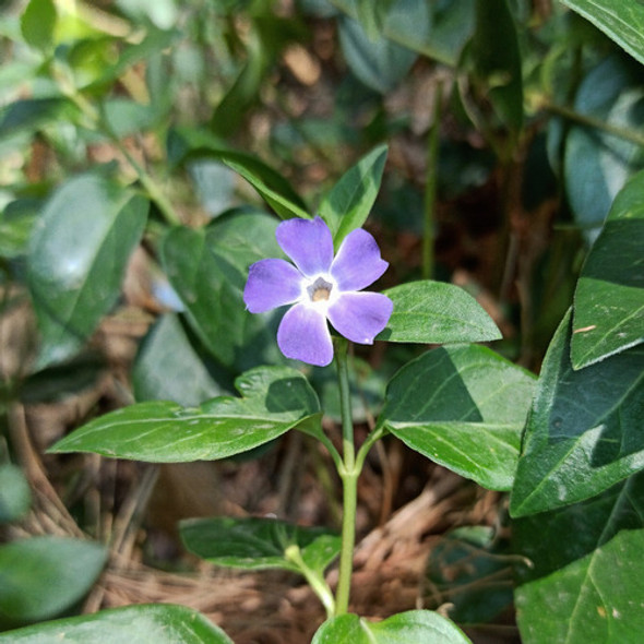 Vinca Major En Maceta De 3 Litros. 1