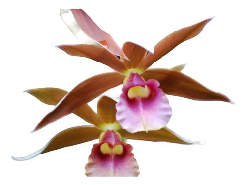 Orquideas Phaius 0