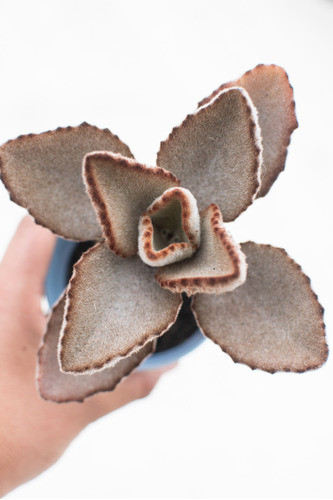 Kalanchoe Beharensis Fang Suculenta Colección N° 8 0