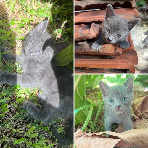 Gatitos Azul Ruso Machito+ Kit Sanitario De Regalo 0
