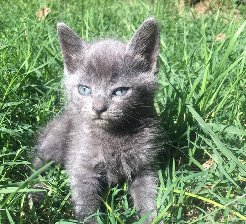 Gatitos Azul Ruso Machito+ Kit Sanitario De Regalo 1