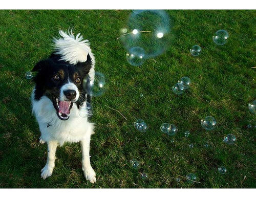 ~? Bubbletastic Peanut Butter Scented Dog Bubbles 8 Ounce Bo 1