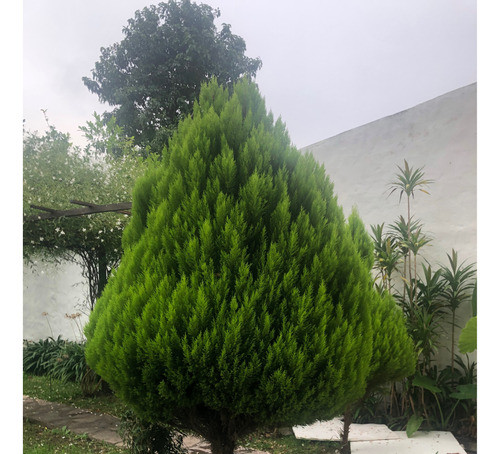 Regalo Pino Limon 2 Metros Retira El Comprador 0