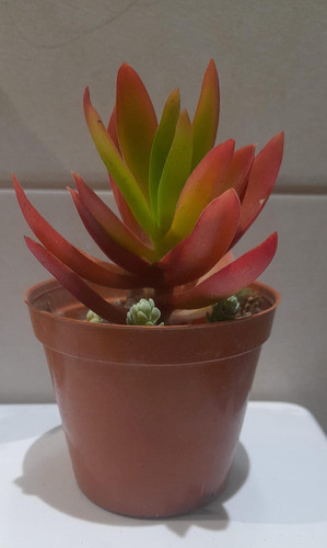 Planta Suculenta Roja Crassula Capitella Cv. Campfire Crasa 1