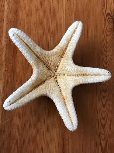 Estrella De Mar 1