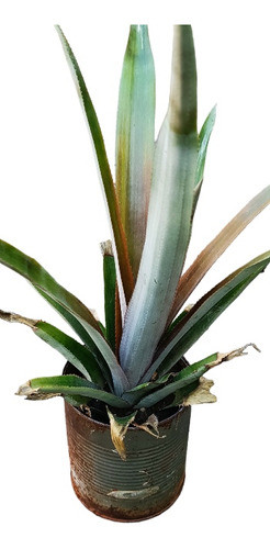 Planta Natural De Ananá O Piña 0