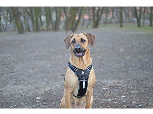 True Love Arnés Reflectante Para Perros Mango Acolchado Suav 1