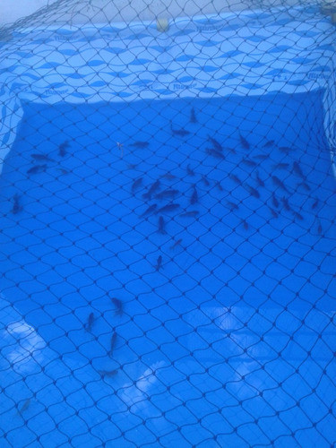 Carpas Koi Para Estanque Varios Colores8 Cm. 0