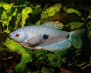 Tricho Azul Surtido Super Promo A Mundo Acuatico 1