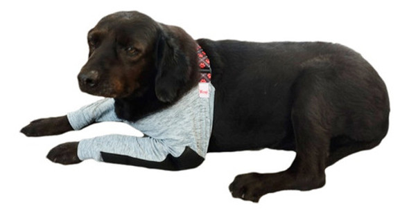 Cotoveleira Protetora De Higroma Para Cachorro Tam. 7 0 Cotoveleira Protetora De Higroma Para Cachorro Tam. 7 0