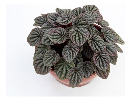 Planta Peperomia C21 0
