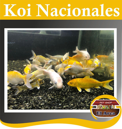 Carpas Koi Nacionales 13-15 Cm Estanques Lagunas 1