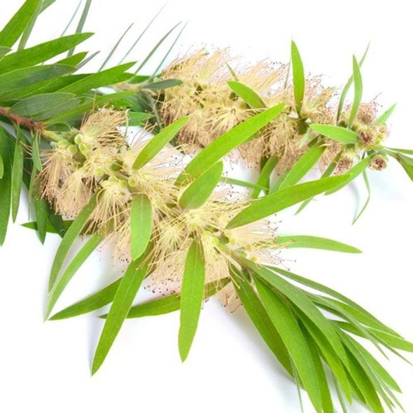 Planta Árbol Del Te (melaleuca Alternifolia) 0 Planta Árbol Del Te (melaleuca Alternifolia) 0