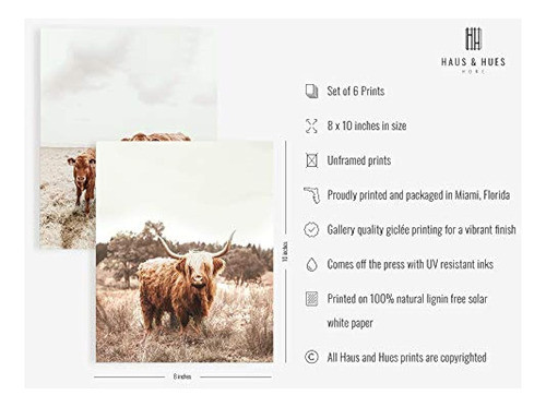 Highland Cow Art Y Decoración De Pared De Granja - De Haus A 1